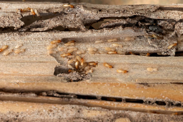 Best Local Pest Control Services  in Annapolis Neck, MD